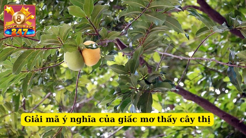 Nằm mơ thấy cây thị đánh số nào giúp cải thiện vận mệnh