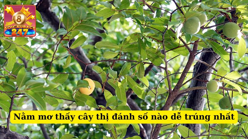 Nằm mơ thấy cây thị đánh số nào giúp cải thiện vận mệnh