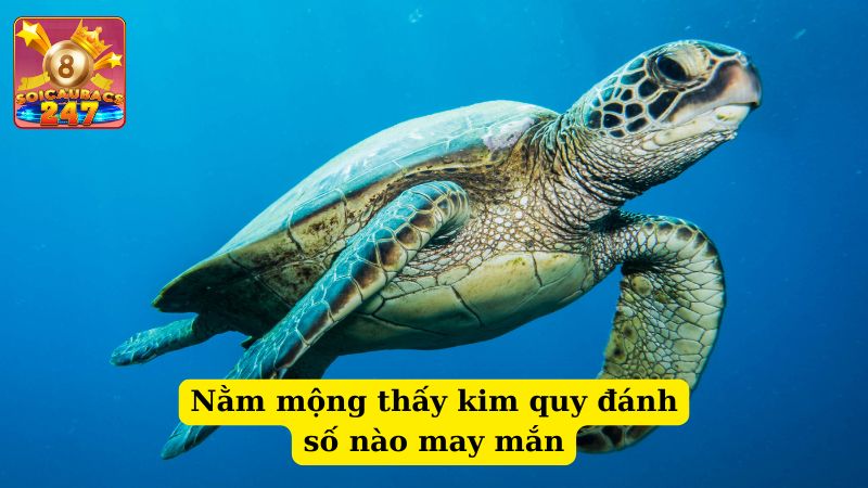 Nằm mộng thấy kim quy đánh số nào may mắn