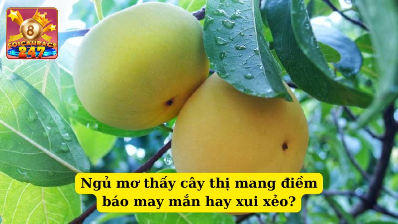 Nằm mơ thấy cây thị đánh số nào giúp cải thiện vận mệnh