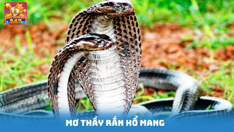 Nằm Mơ Thấy Rắn Cắn Đánh Số Gì - Giải Thích Giấc Mơ