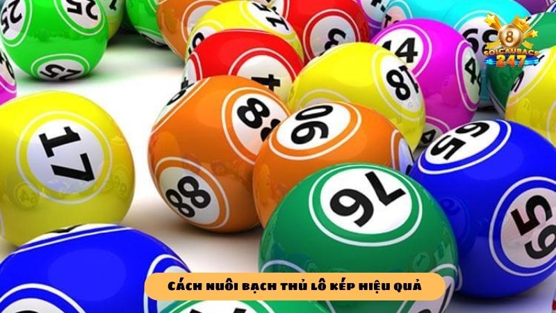 Mẹo nuôi bạch thủ lô kép khung 1 ngày chuẩn xác nhất