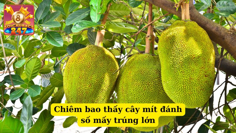 Chiêm bao thấy cây mít đánh số mấy? Giải mã ý nghĩa giấc mơ thấy mít