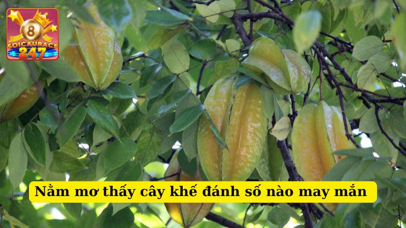 Nằm mơ thấy cây khế đánh số nào may mắn? Báo hiệu điềm báo gì?