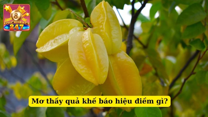 Nằm mơ thấy cây khế đánh số nào may mắn? Báo hiệu điềm báo gì?
