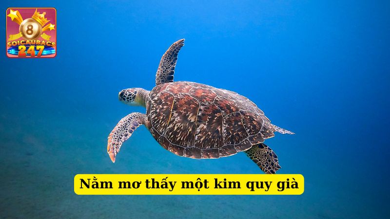 Nằm mộng thấy kim quy đánh số nào may mắn