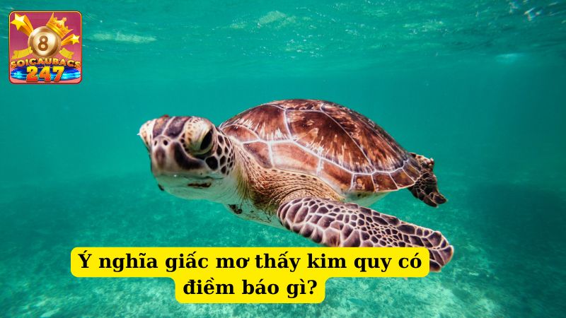 Nằm mộng thấy kim quy đánh số nào may mắn